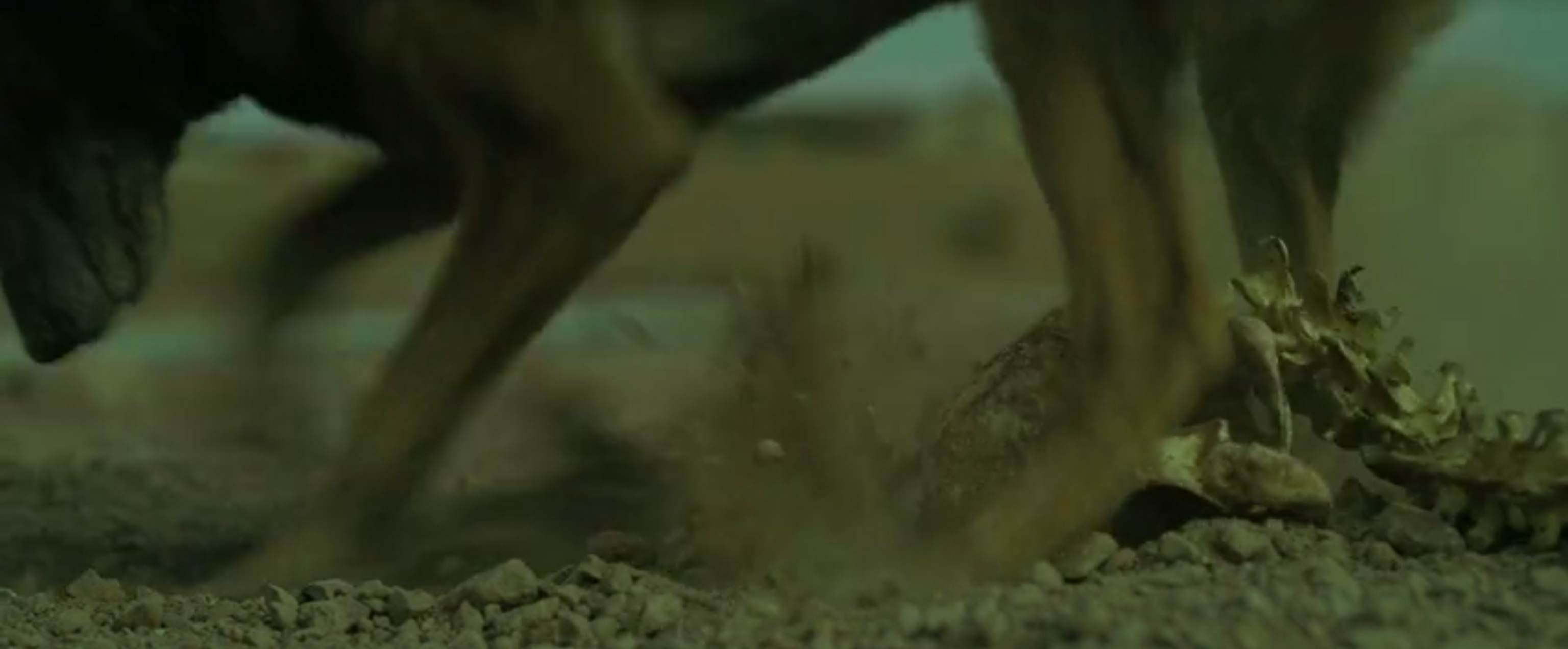  Dog digs up the human remains