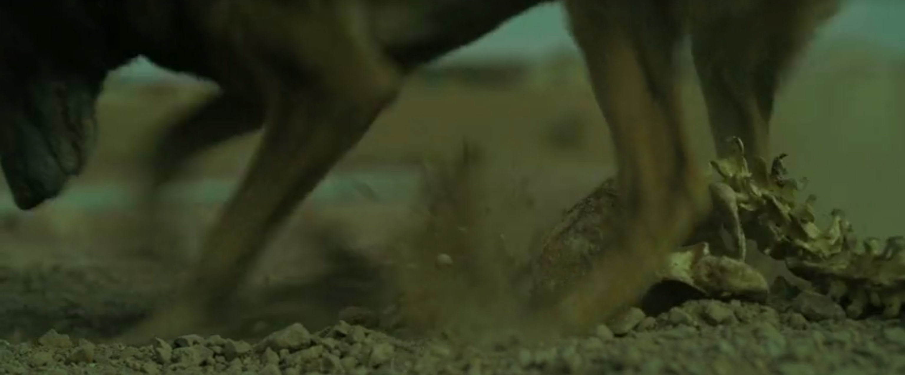 Dog digs up the human remains